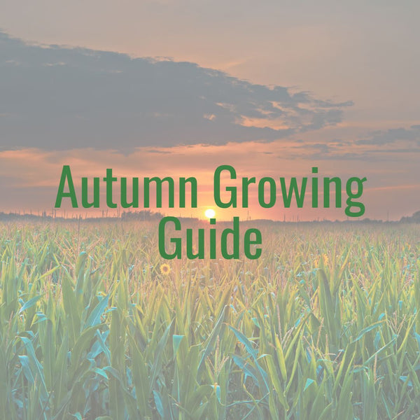 Autumn Garden & Kitchen: What to Plant (and What to Eat) in September